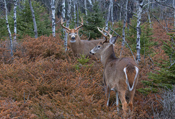 2 White-tailed deer bucks meeting each other in the forest in Canada