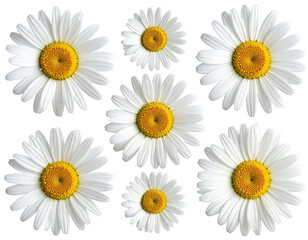 Fototapeta premium A symmetrical pattern of daisy flowers