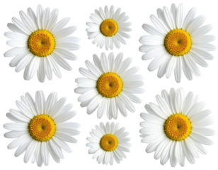 A symmetrical pattern of daisy flowers