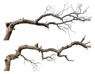 Two gnarled branches, detailed and intricate