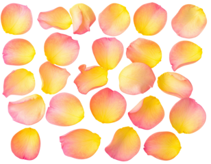 Rose petals arranged in a grid