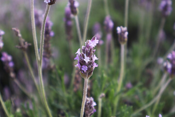 Macro Photography of Violet Lavender Blossoms in Natural Sunlight