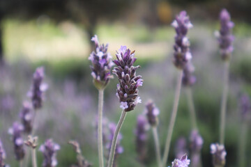 Close-Up of Blooming Lavender Flowers in a Soft Green and Purple Garden Background