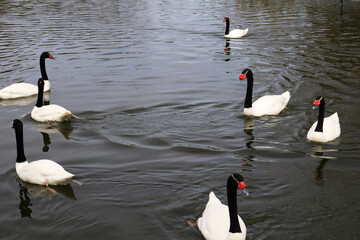 Elegant White Swan with Black Neck and Red Beak Floating Peacefully on Lake
