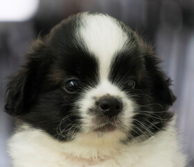 border collie puppy portrait
