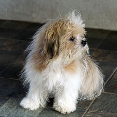 shih tzu dog