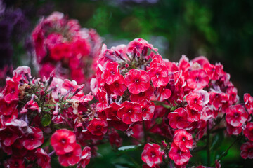 Close up of blooming phlox flower head. Plants and flowers in the garden.