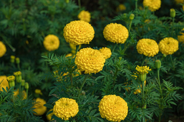 Marigold flowers blooming in the field