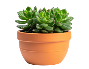 Succulent plant in terracotta pot (1)