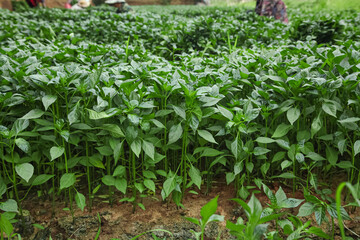 Young Pepper Seedlings Growing in Agricultural Field - Commercial Vegetable Cultivation and Farming