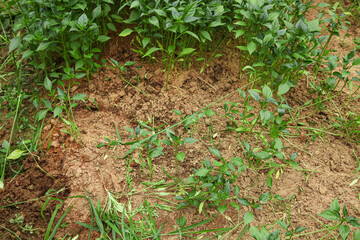 Pepper Seedlings and Plants Growing in Garden Cultivation Field for Harvest