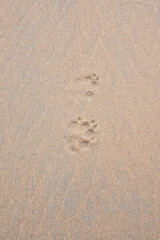 Animal paw print in the sand on the North Sea coast. Symbol that dogs are loyal companions to humans.