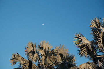 palm tree on blue sky