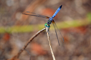 A close-up of a blue darter dragonfly, facing forward, perched on an A-frame stick against a softly blurred natural background featuring vibrant fall colors, ample copy space