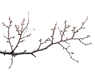 Close-up of a bare winter branch with budding leaves