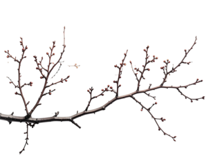 Close-up of a bare winter branch with budding leaves