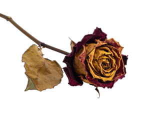 Dried rose on black background