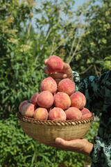 Fresh Hubei Origin Peaches in Wicker Basket Held by Farmer in Orchard