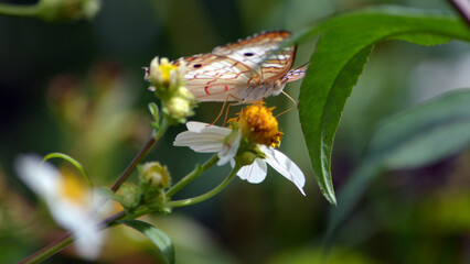A dreamy close-up view of the right side of a white peacock butterfly perched on a wildflower, gracefully pollinating. Ample copy space available.