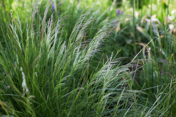 Ornamental grass in the summer garden