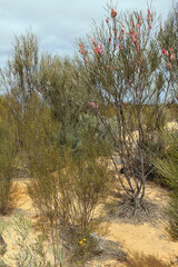 Pink flowering Emu trees (Hakea francisiana) in yellow sand ground in Western Australian bushland (Merredin region, Western Australia)