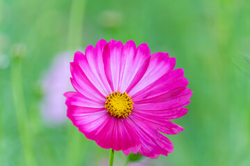 Obraz premium 鮮やかなピンクのコスモスの花のクローズアップ