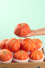 Fresh Red Pumpkins in Hand and Wooden Crate Against Mint Green Background - Autumn Harvest Concept