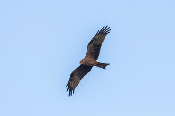Black Kite flying in the sky