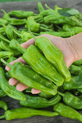 Fresh Green Tiger Skin Peppers Hunan Chili Hand Holding Market Vegetables