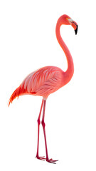 Obraz premium Elegant pink flamingo isolated on transparent background, a tropical bird in profile
