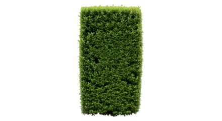 Lush green hedge perfect for garden landscaping design