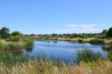 Obraz premium Natural pond surrounded by reeds and lush greenery on a sunny day