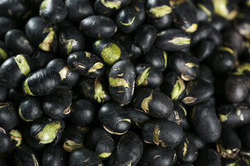 Black beans sprouting with green shoots - healthy legumes germination process for organic nutrition concepts