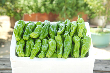 Fresh Green Tiger Peppers in White Container for Home Cooking and Culinary Use