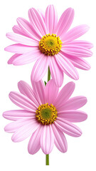 Two pink daisies on a stem