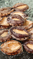 Fresh Caught Abalone Shellfish Closeup in Seawater - Large Sea Mollusks
