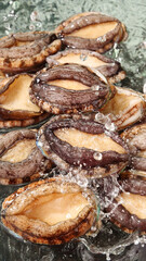 Fresh Abalone Shells Closeup with Water Droplets - Sea Mollusk Marine Life