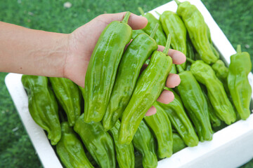 Fresh Green Tiger Peppers in Hand - Hunan Cuisine Ingredients from Garden Harvest
