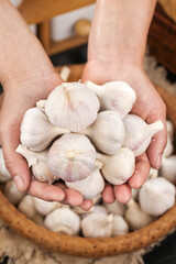 Fresh White Garlic Bulbs in Hands - Shandong Province Agricultural Harvest from Local Farmers