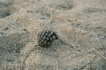 A pine cone is sitting on the ground in the sand