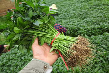 Green Chili Pepper Seedlings Ready for Harvesting in Agricultural Field