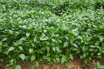 Green pepper seedlings cultivating in greenhouse rows for efficient commercial harvest and sustainable agriculture