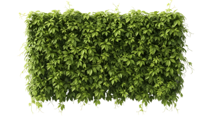 Lush green ivy wall, perfect for natural designs