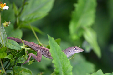 Close-up of a brown anole lizard's right side, partially concealed by a leaf, with a blurred green leaf background in Central Florida. Ample copy space available.