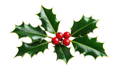 Close-up of holly leaves with red berries