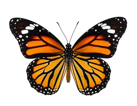 Close-up of an orange butterfly - Powered by Adobe