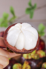 Fresh Mangosteen Fruit from Yunnan China - Tropical Exotic White Flesh in Purple Shell