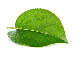 Closeup of a Vibrant Green Leaf.
