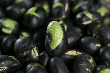Fresh Black Beans with Green Sprouts - Healthy Legume Food Background