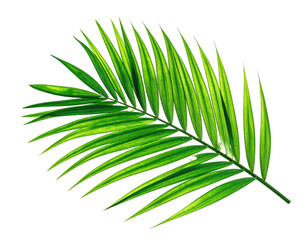 Obraz premium Vibrant green palm frond